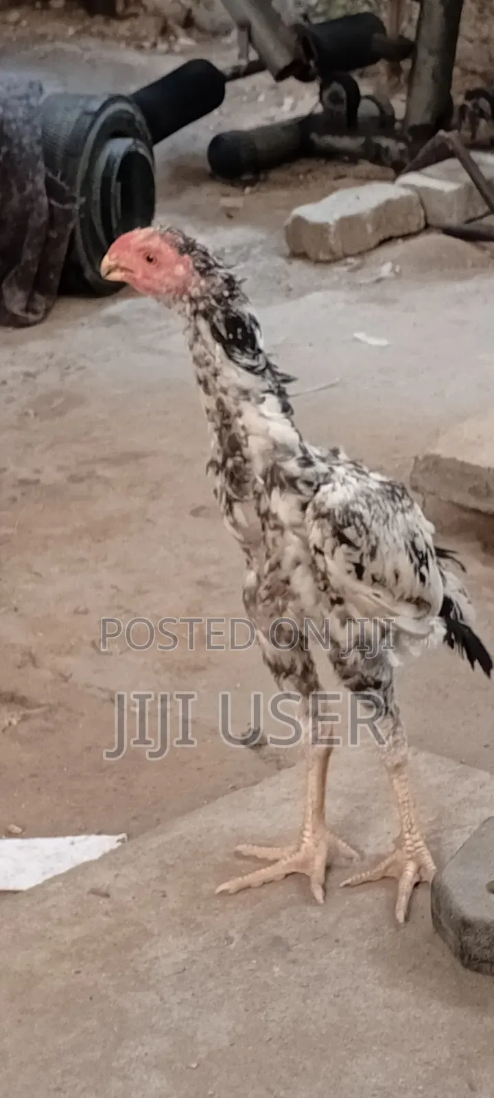 Kuchi Chicken Aseel