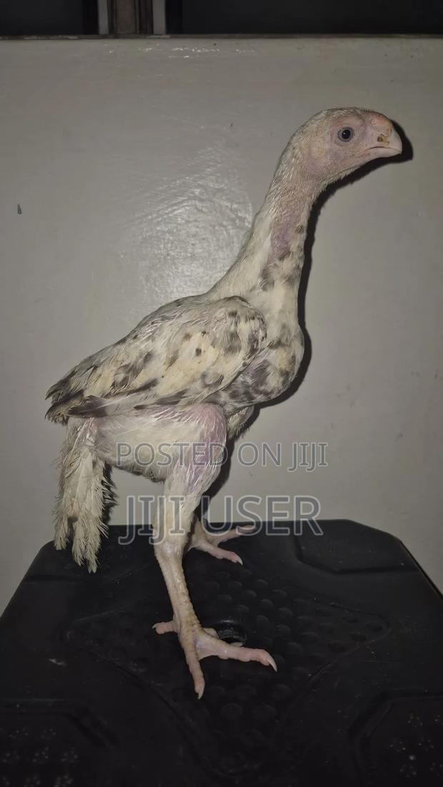 Kuchi Chicken Aseel - thumbnail 6