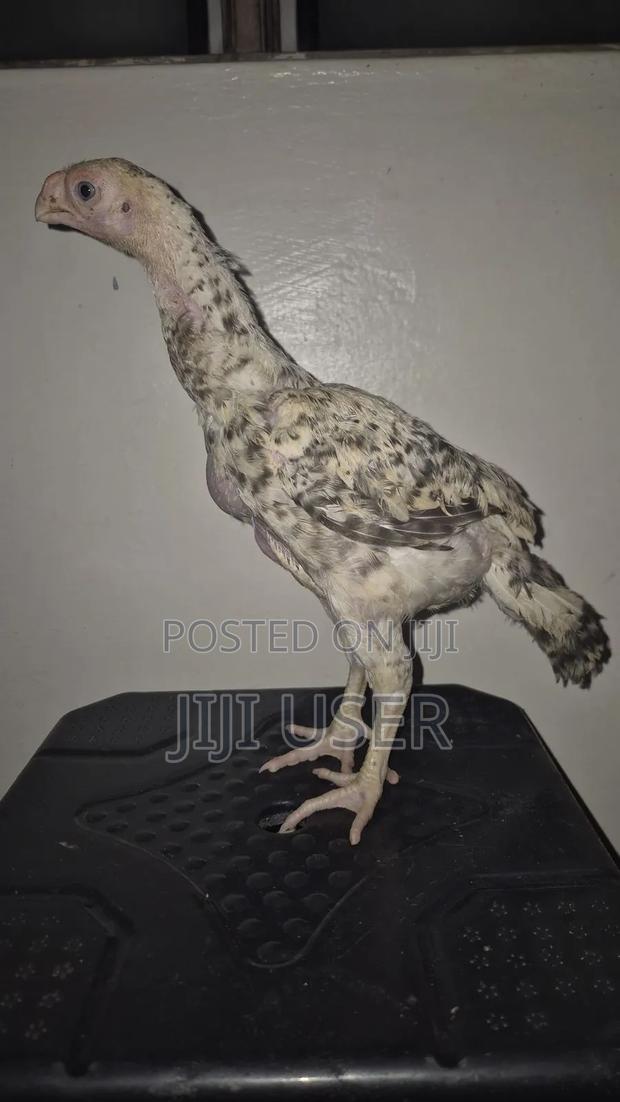 Kuchi Chicken Aseel - thumbnail 7