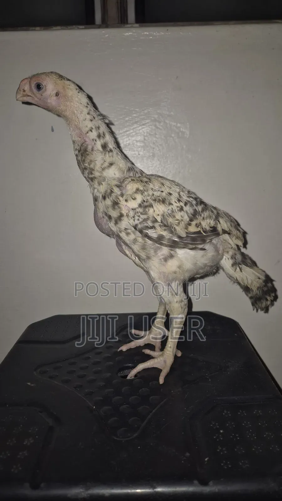Kuchi Chicken Aseel