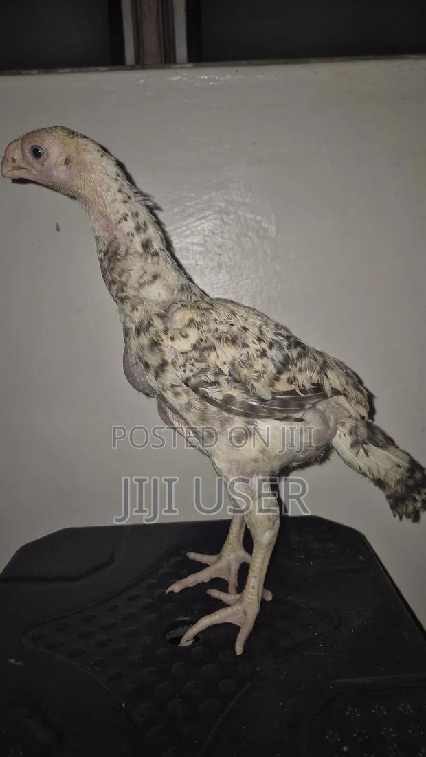 Kuchi Chicken Aseel - thumbnail 8