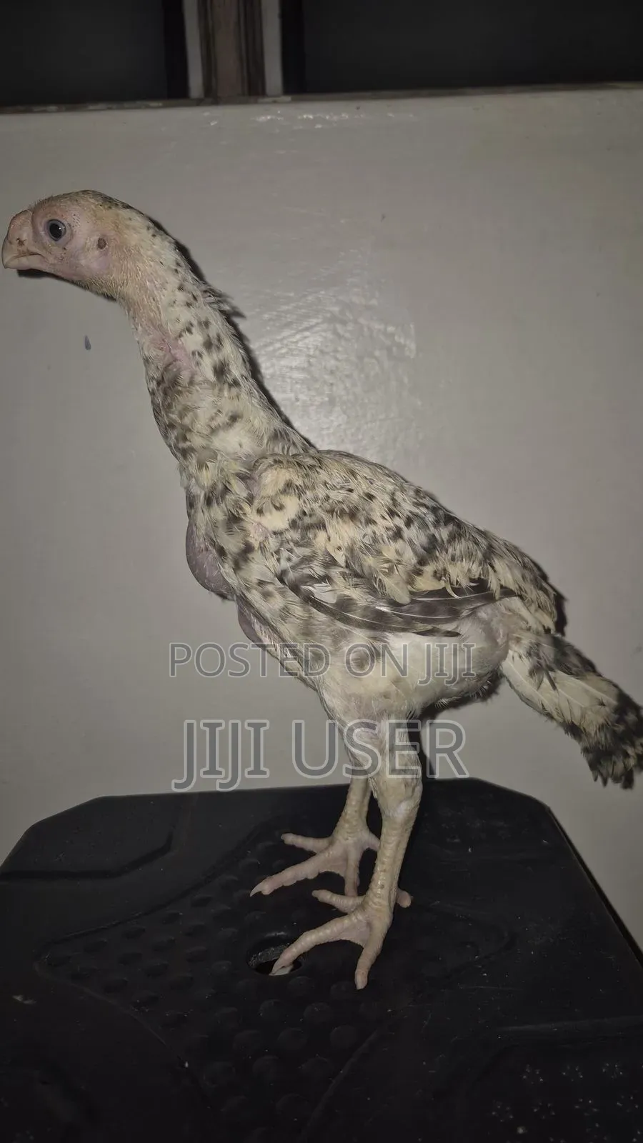 Kuchi Chicken Aseel