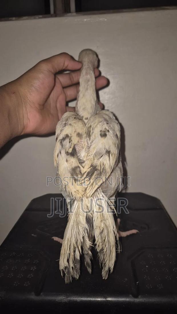 Kuchi Chicken Aseel - thumbnail 9
