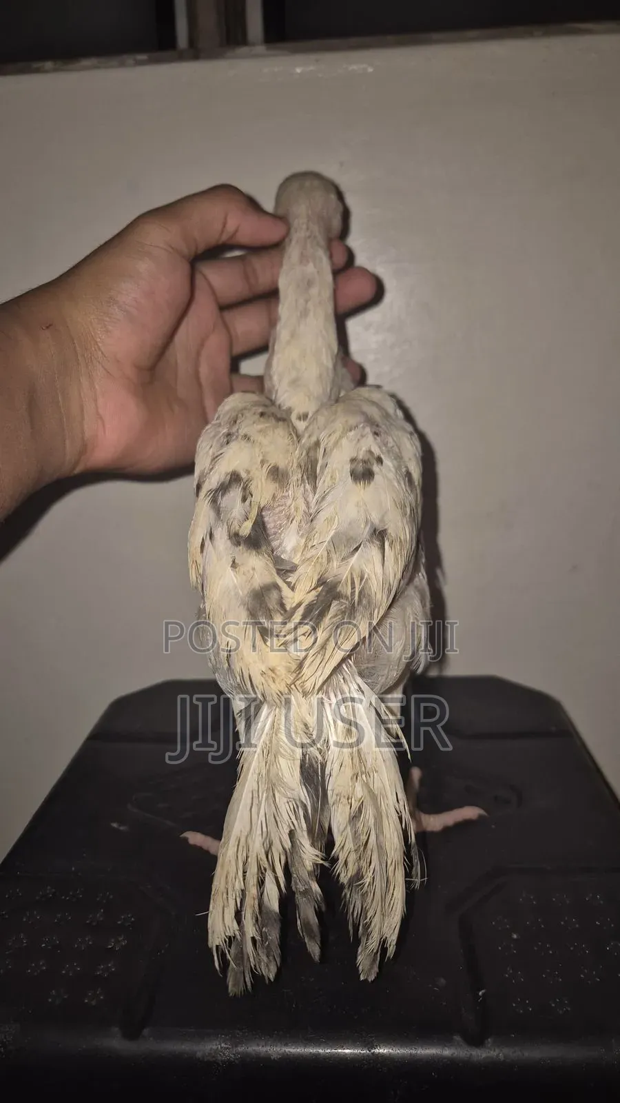 Kuchi Chicken Aseel