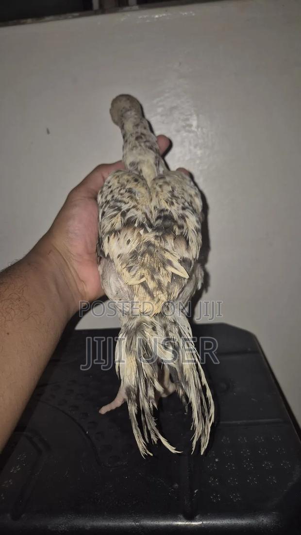 Kuchi Chicken Aseel - thumbnail 10
