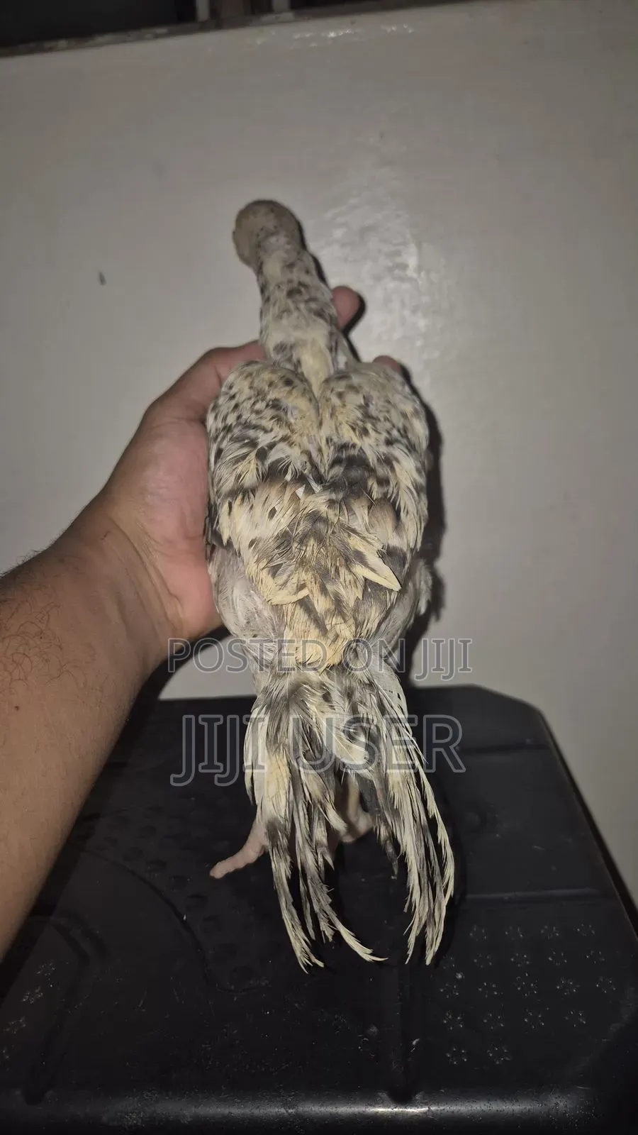Kuchi Chicken Aseel