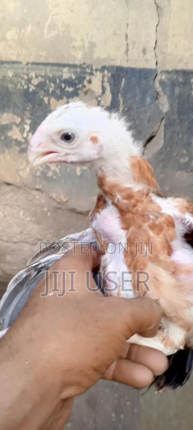 Kuchi Chicken Aseel - thumbnail 12