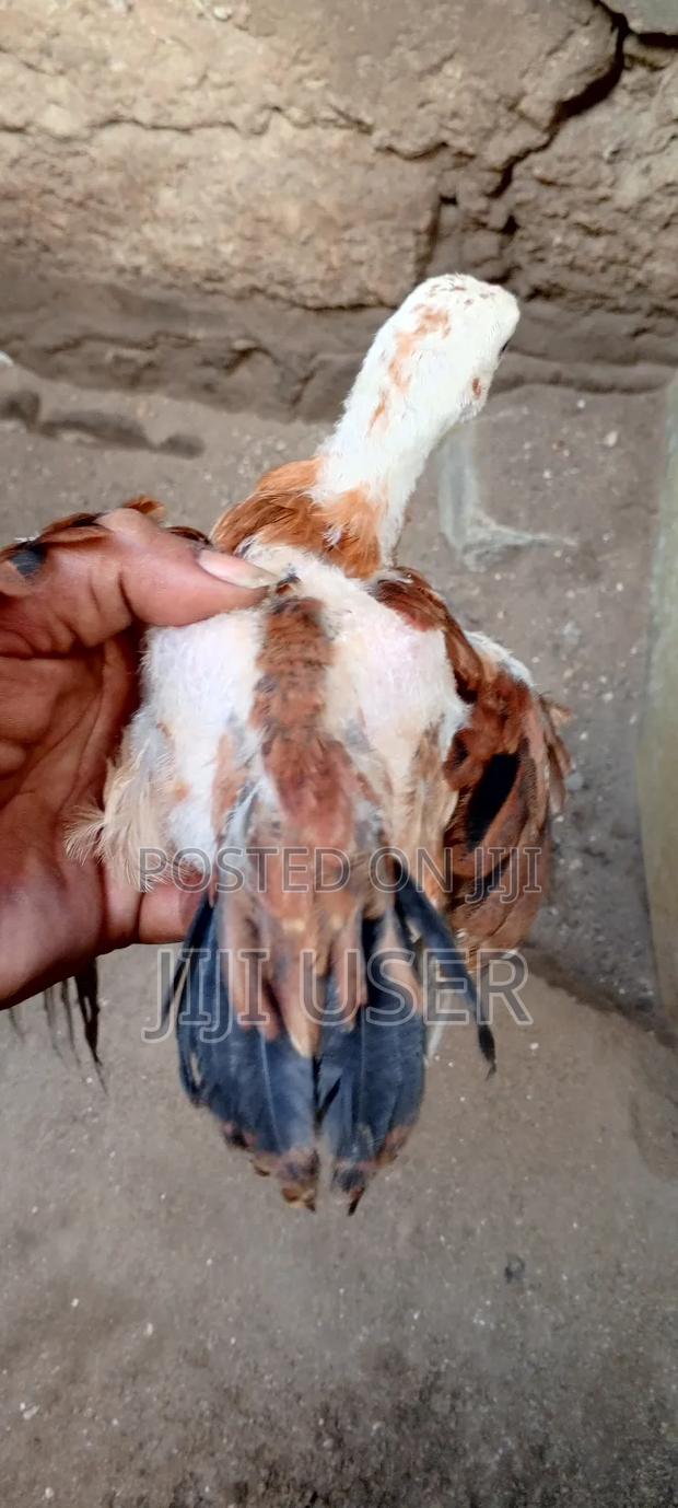 Kuchi Chicken Aseel - thumbnail 13