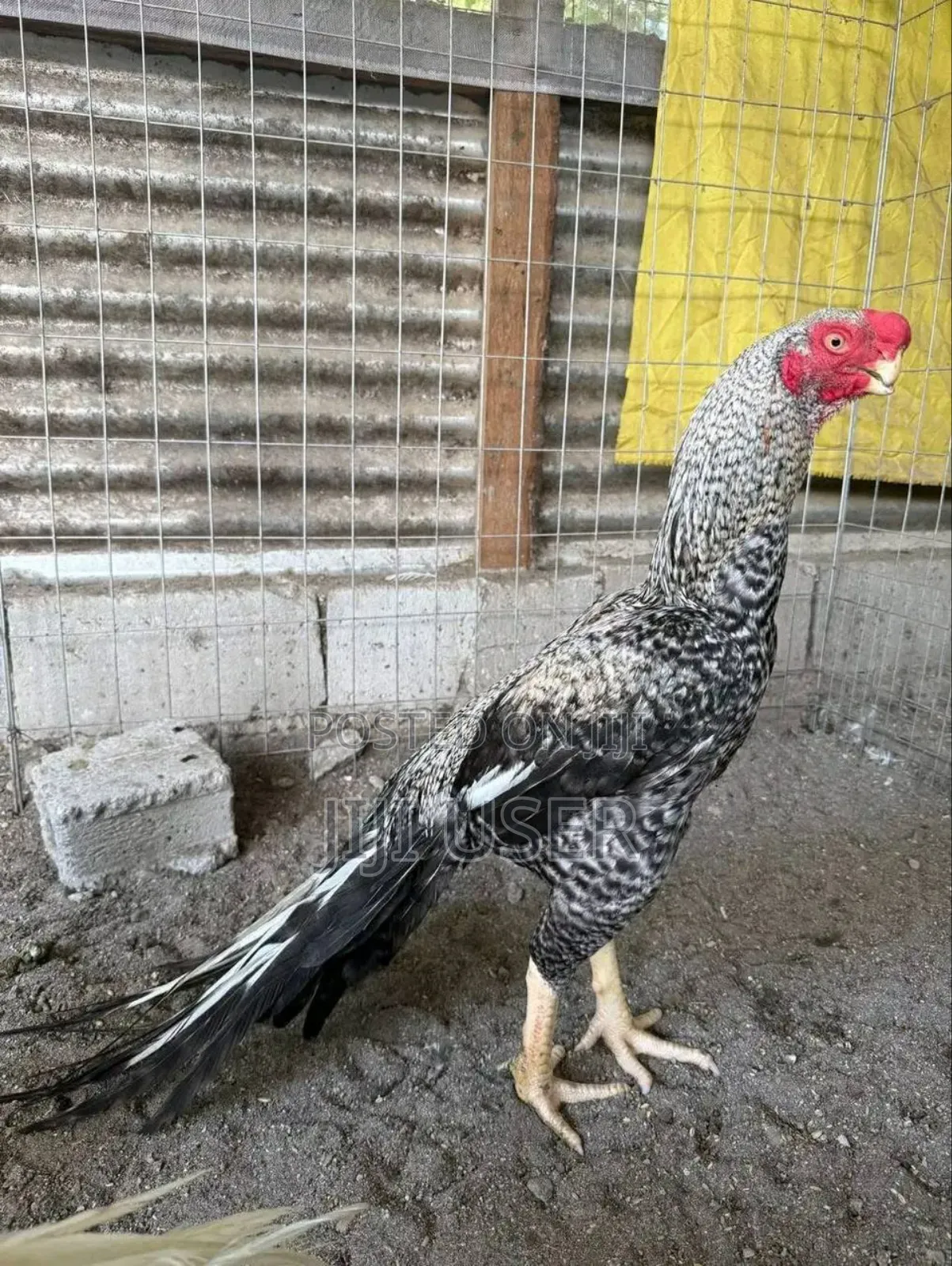 Kuchi Chicken Aseel