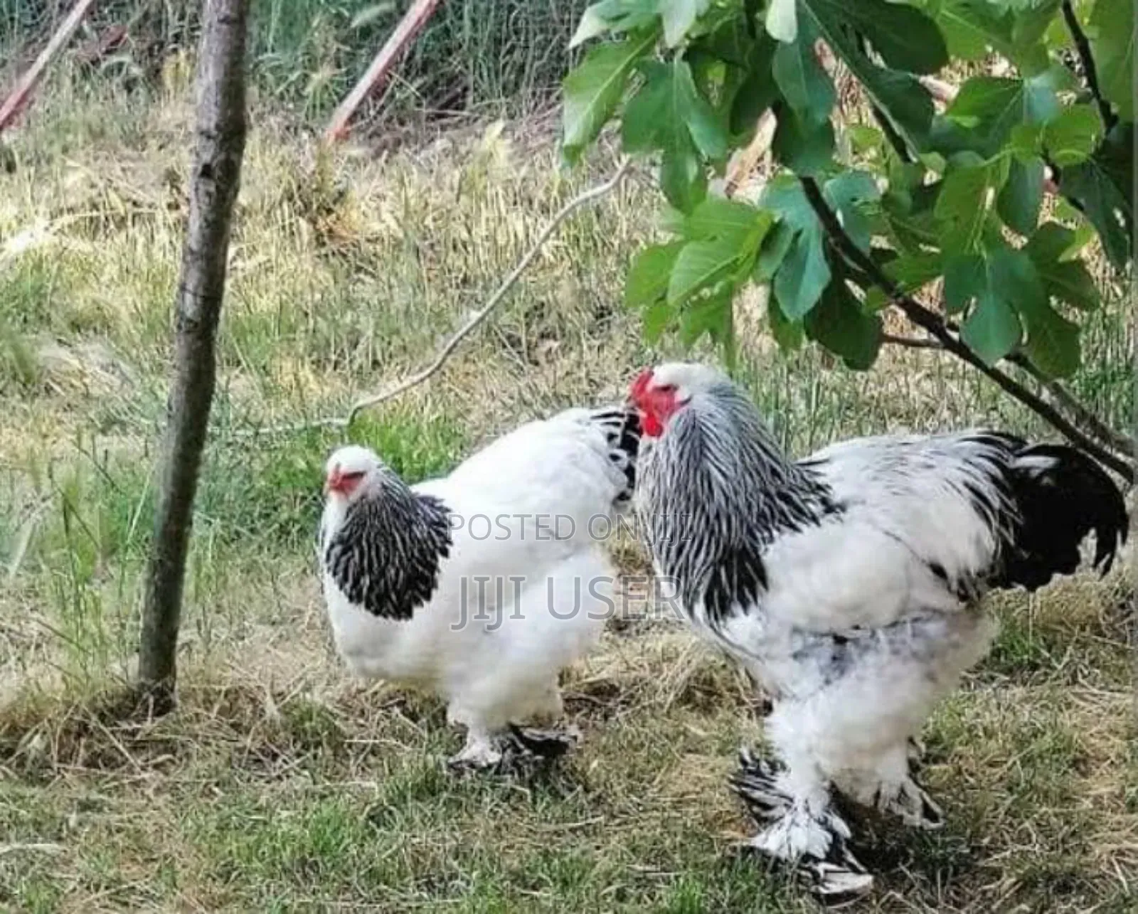 Brahma Chicks