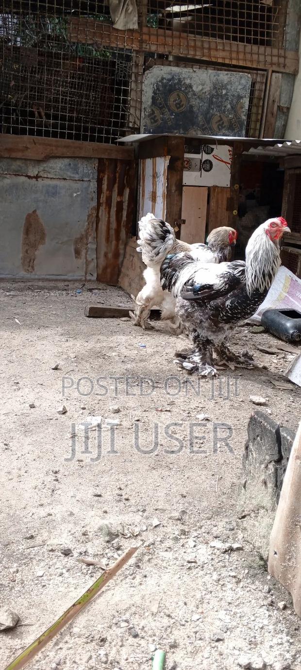 Brahma Chicks - thumbnail 7