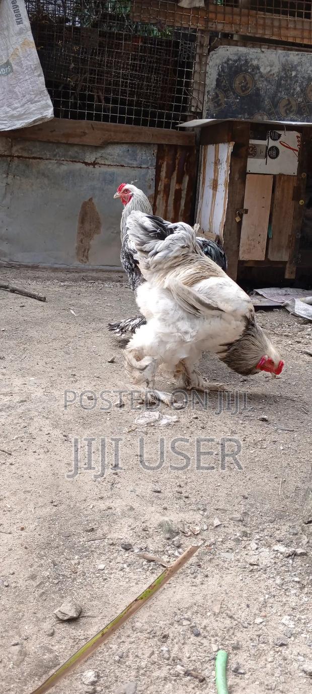 Brahma Chicks - thumbnail 8