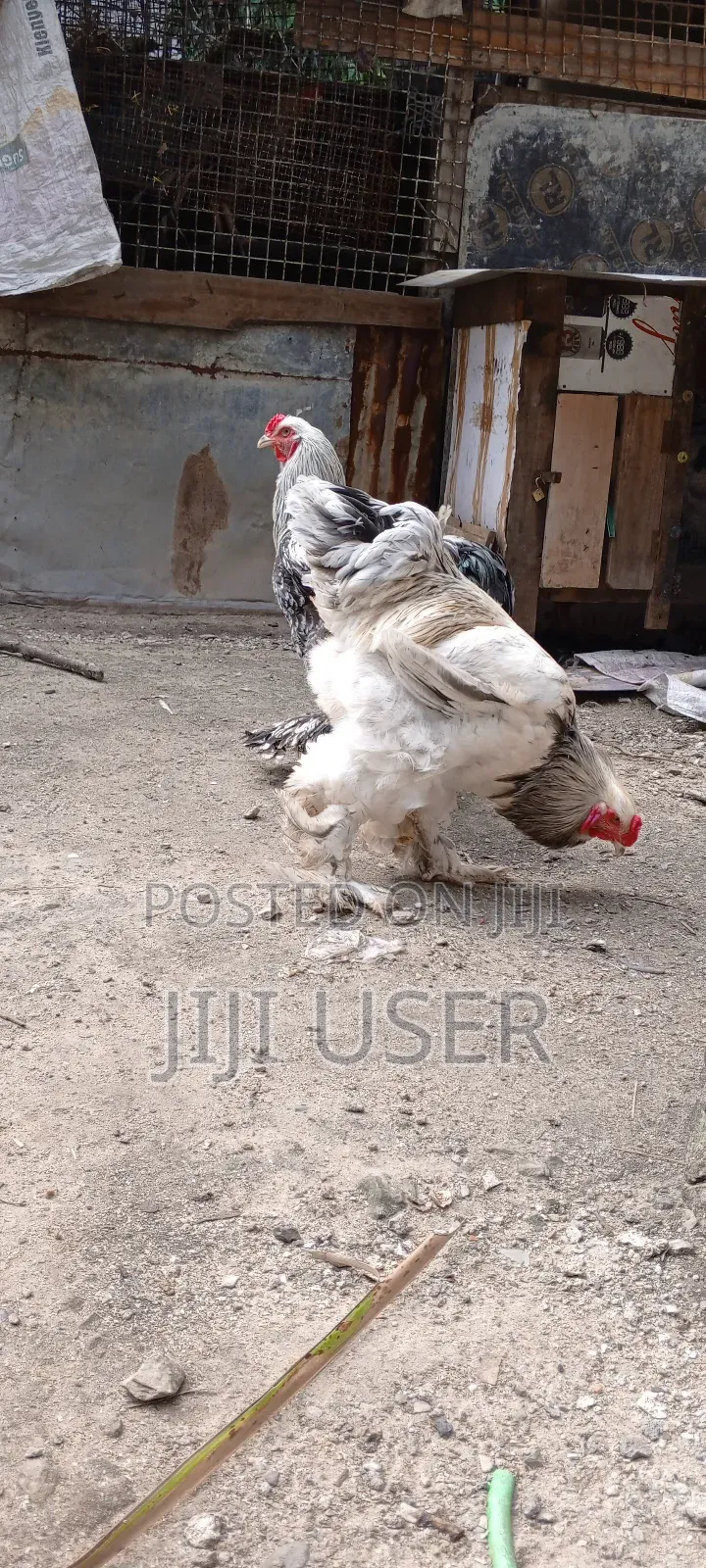 Brahma Chicks
