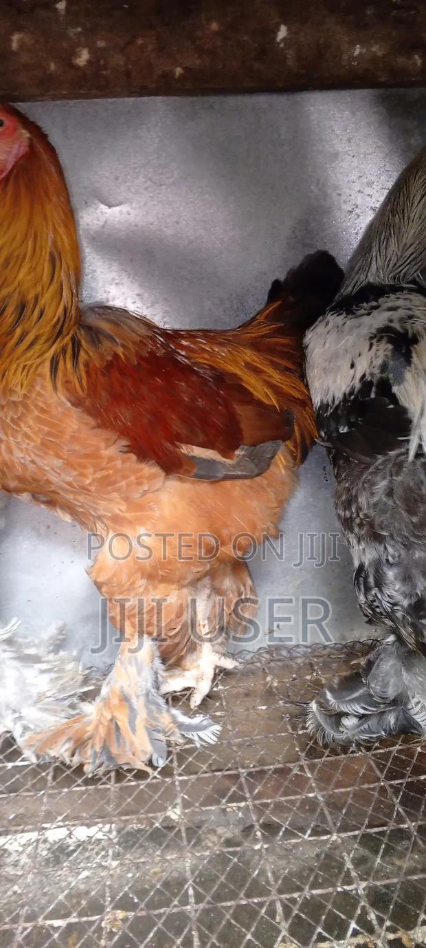 Brahma Chicks - thumbnail 9