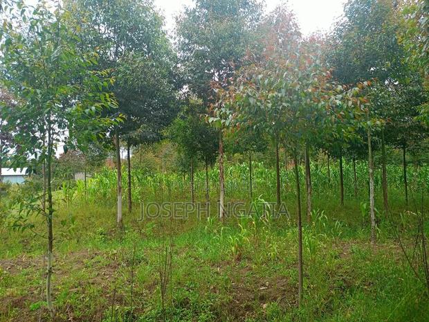Selling 10 Acres in Kitiri Area - thumbnail 3