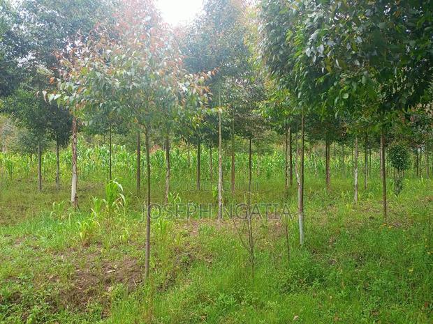 Selling 10 Acres in Kitiri Area - thumbnail 7