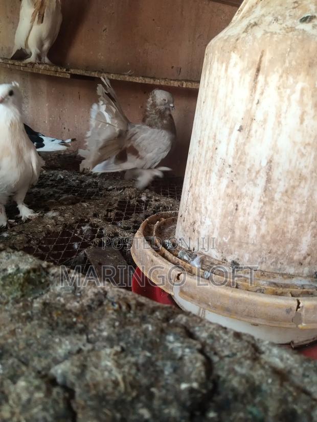 Short Beak - thumbnail 7