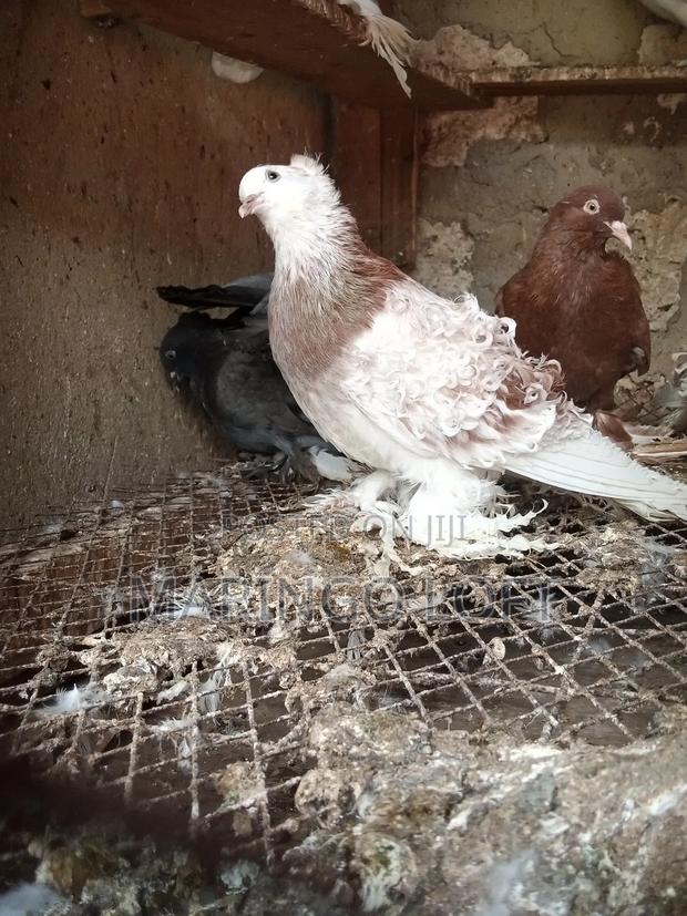 Short Beak - thumbnail 8