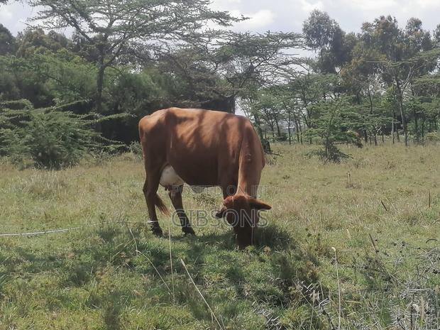 Laikipia 4 Acres - thumbnail 4