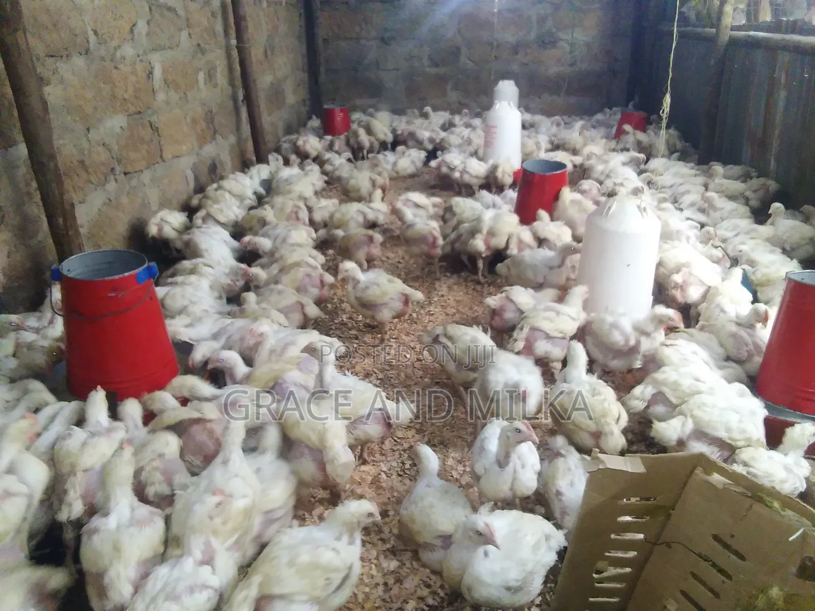 Broiler Chicken