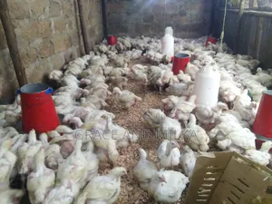 Broiler Chicken