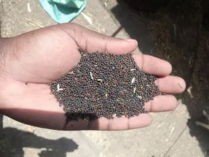 Canola (Rapeseeds)