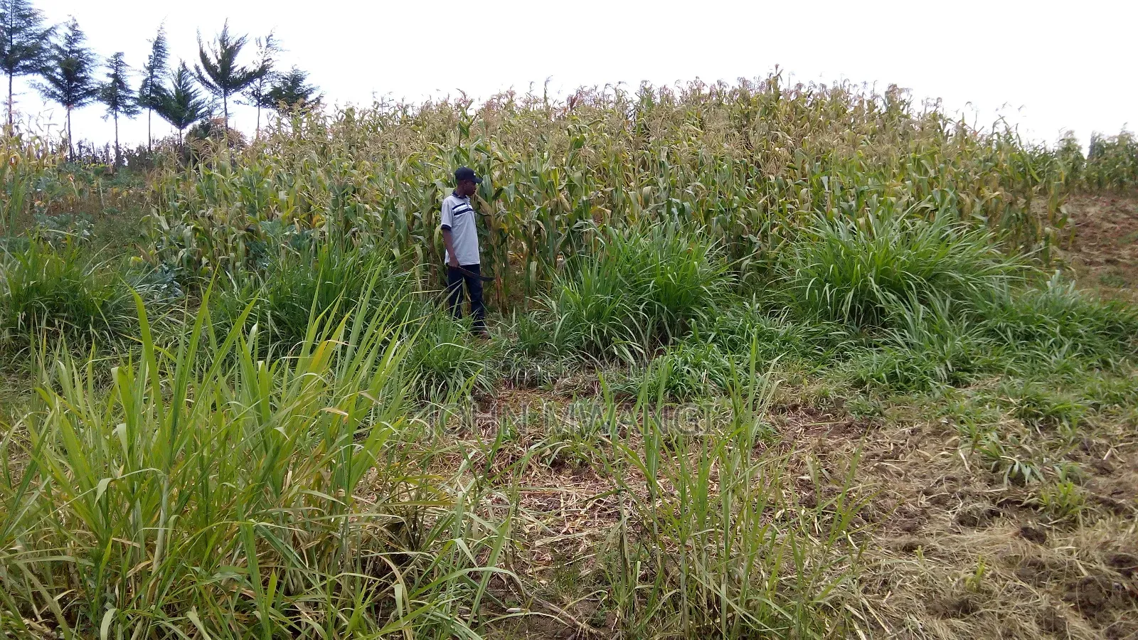 Plot for Sale