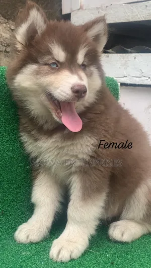 1-3 months Female Purebred Siberian Husky