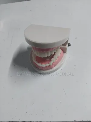 Dental Model/ Dental Manikin
