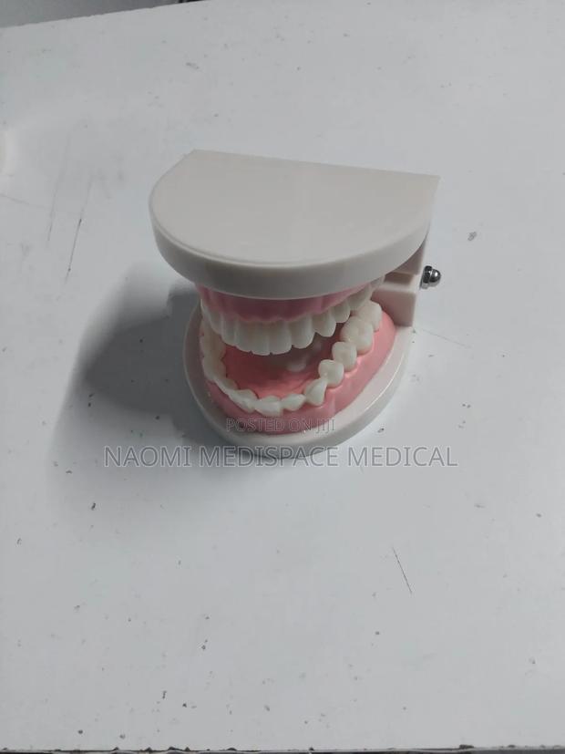 Dental Model/ Dental Manikin - main view