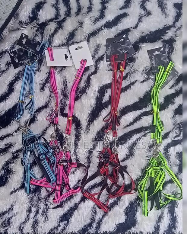 Sets of Dog Harnesses and Leashes in Various Colors.