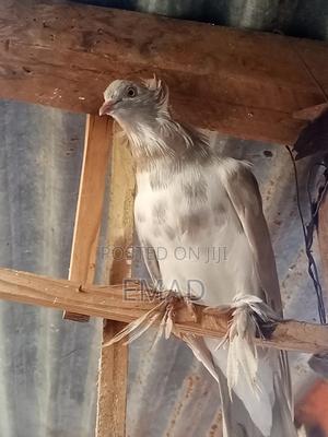 Hungarian Pigeons - main view