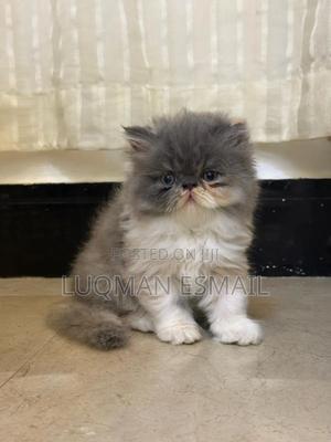 1-3 months Male Purebred Persian - thumbnail 2