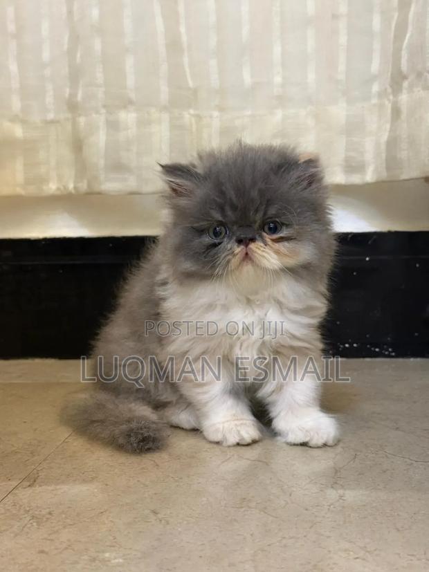 1-3 months Male Purebred Persian - main view
