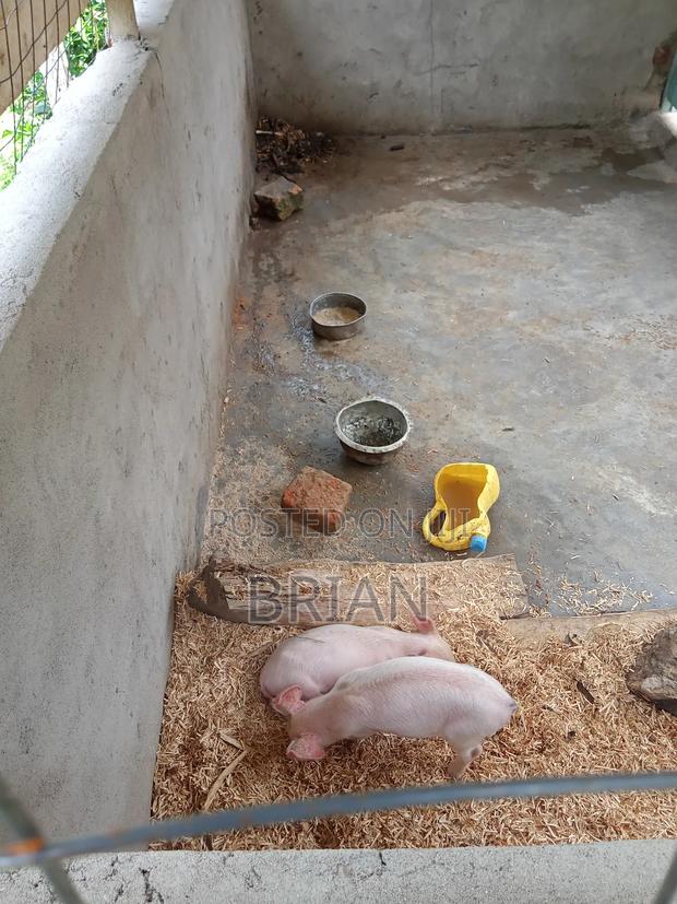 Piggery-piglets