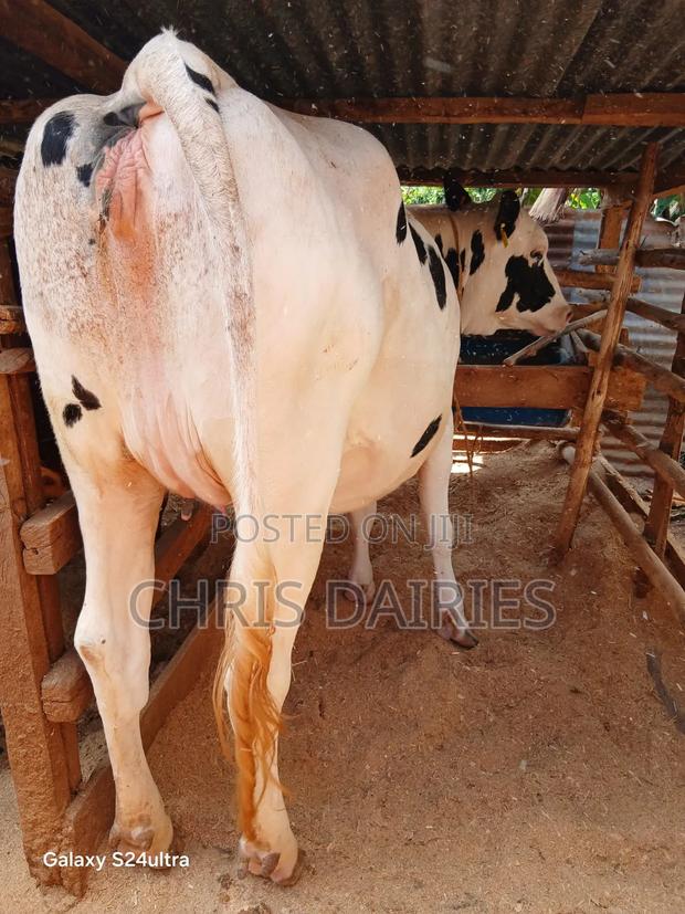 Pedigree Pure Hostein - thumbnail 3