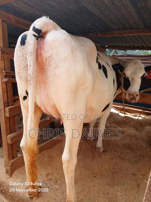 Pedigree Pure Hostein - thumbnail 2