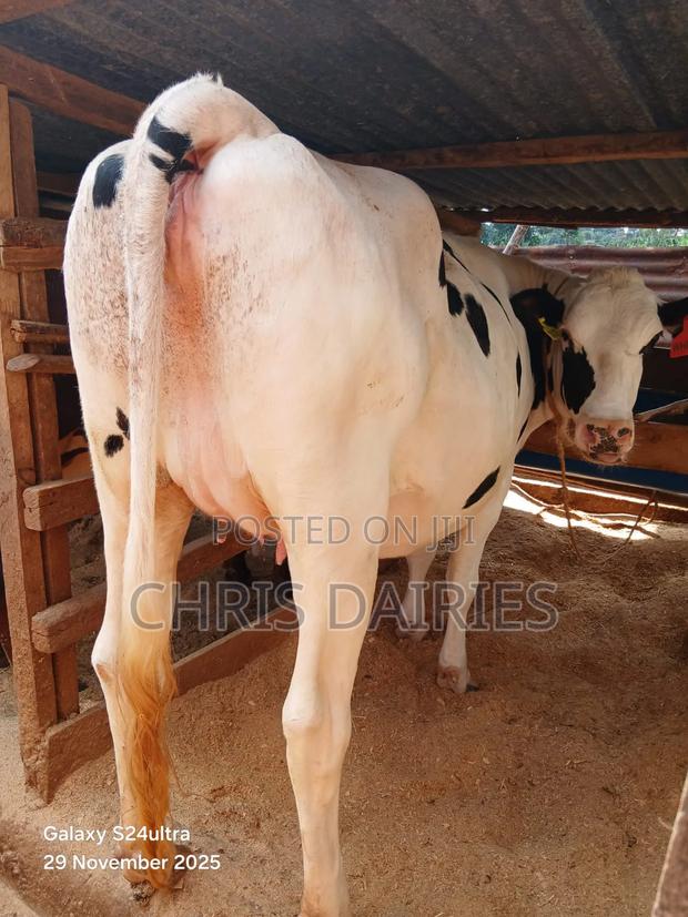 Pedigree Pure Hostein - main view