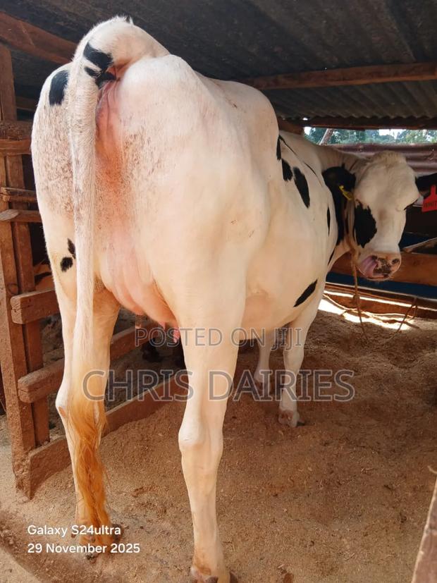 Pedigree Pure Hostein - thumbnail 4