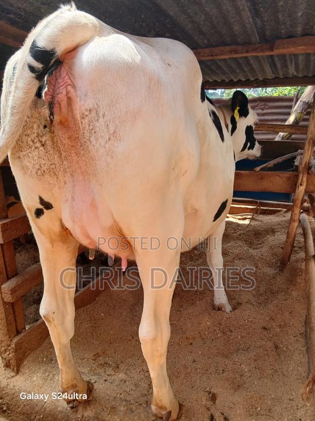 Pedigree Pure Hostein - thumbnail 5