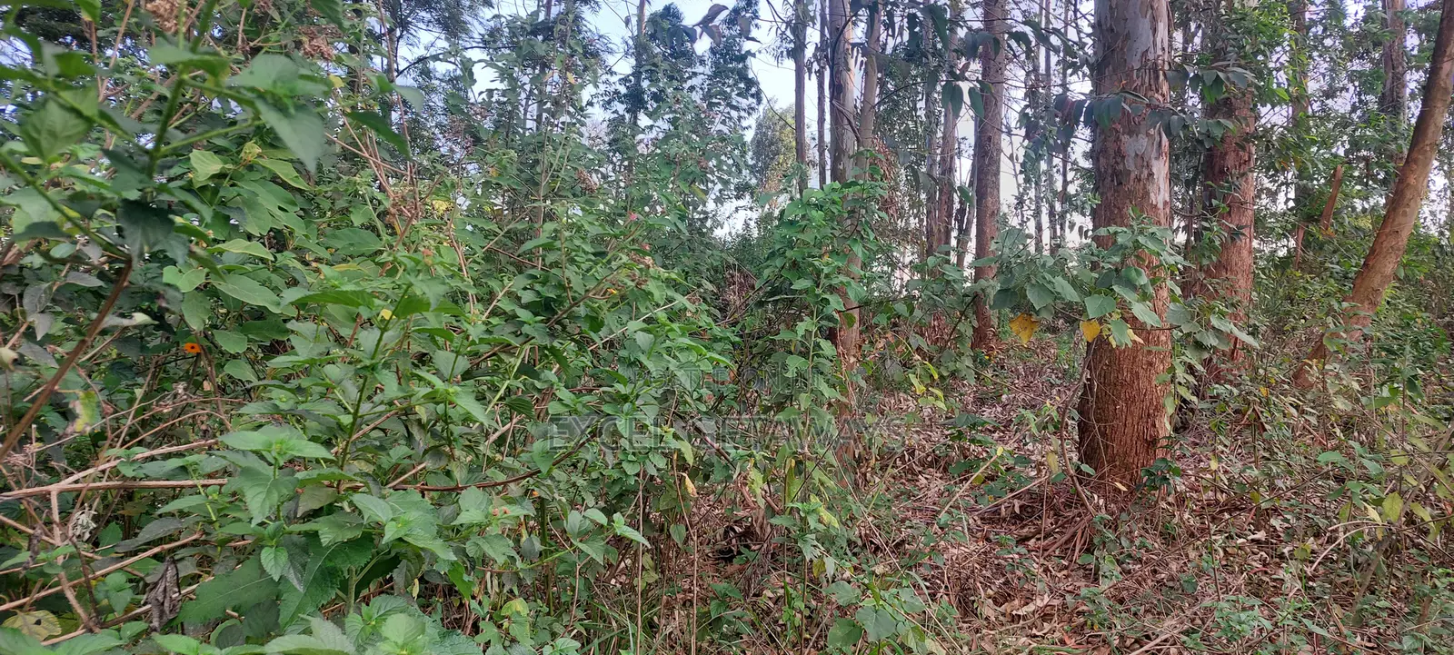 1/2 Acre Fortsmith Road, Kabete