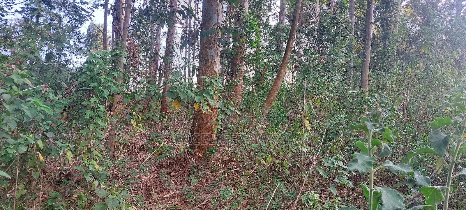 1/2 Acre Fortsmith Road, Kabete