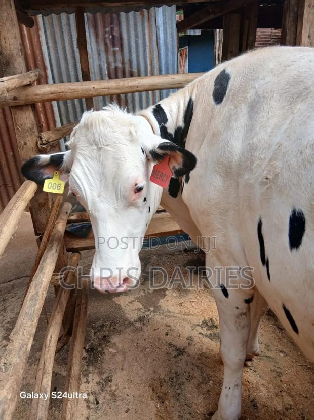 3rd Gen.Hostein Breed Heifer. - main view