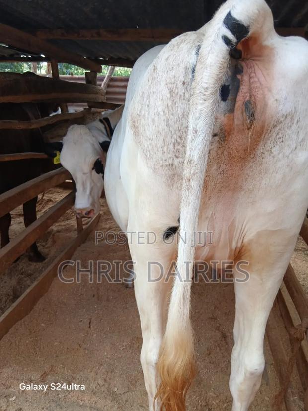 3rd Gen.Hostein Breed Heifer. - thumbnail 2