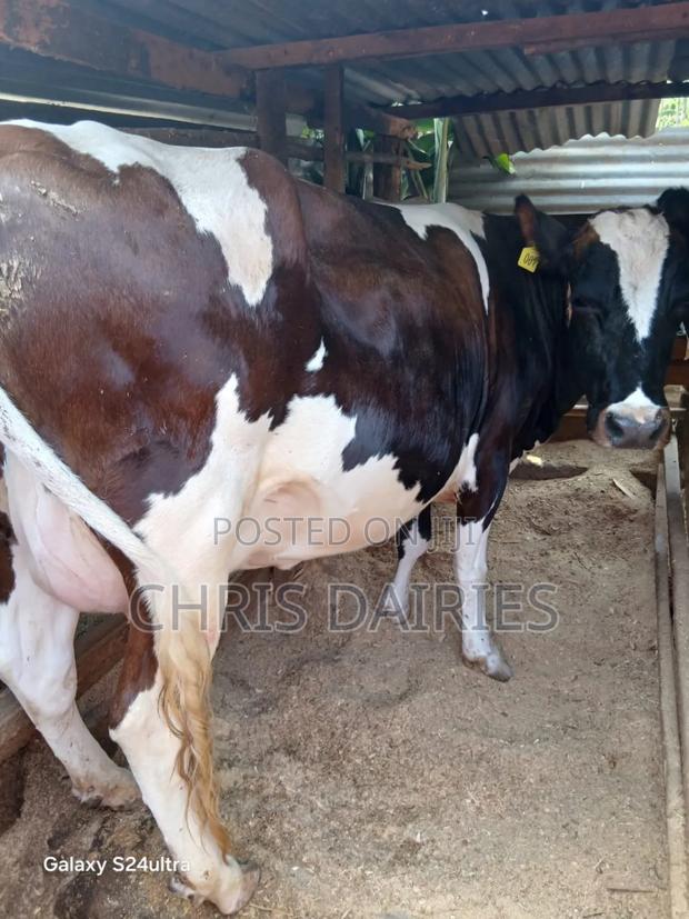 Guernsey Breed. Incalf Heifer. - thumbnail 3