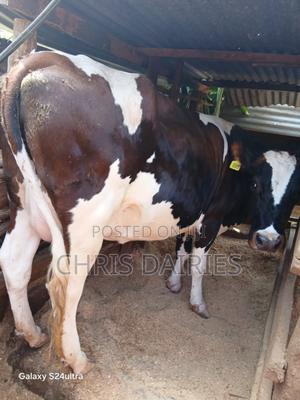 Guernsey Breed. Incalf Heifer. - thumbnail 2