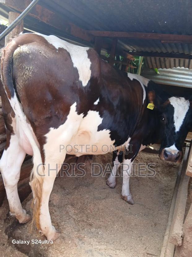 Guernsey Breed. Incalf Heifer. - main view