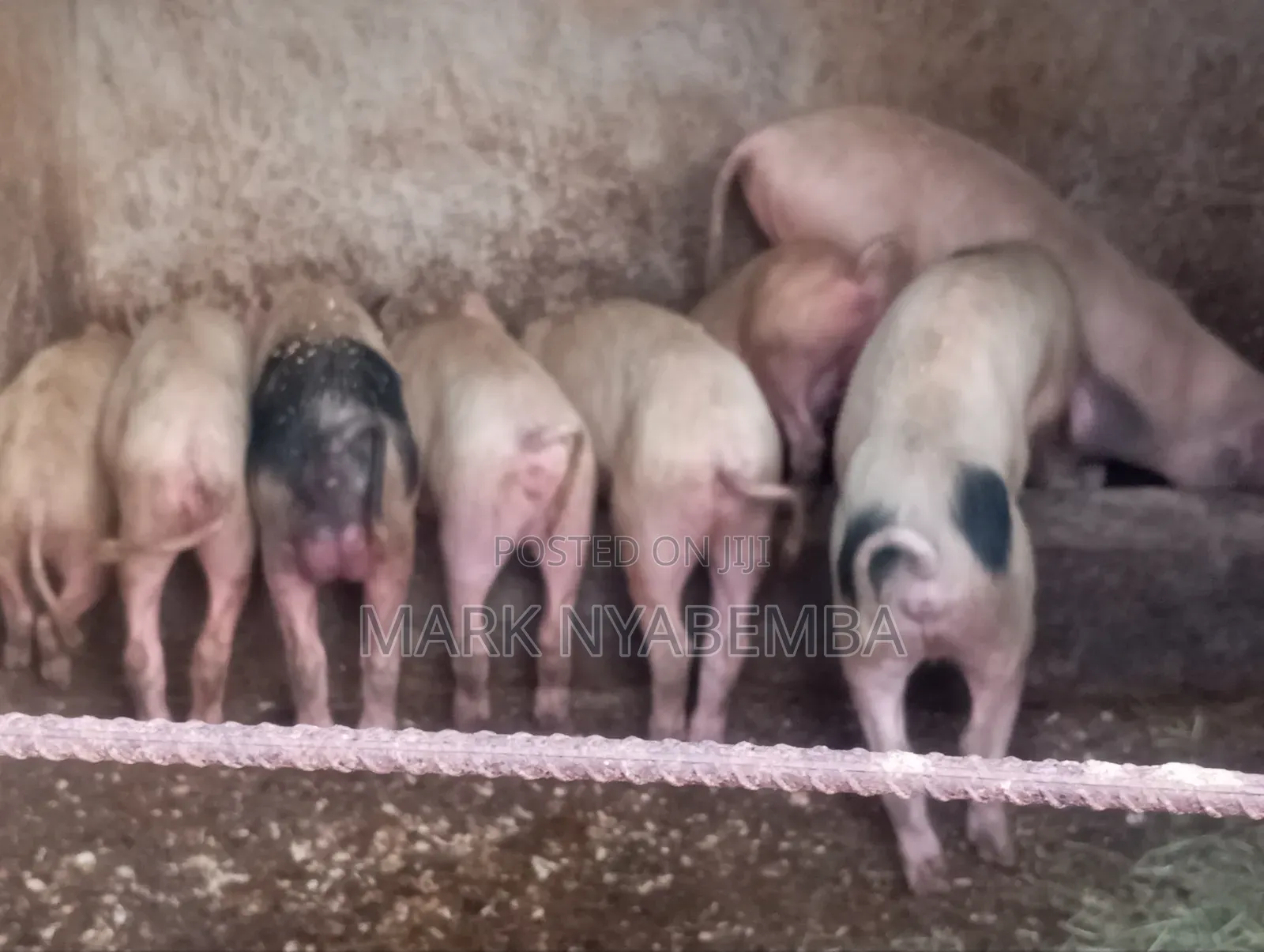 Mature Pigs and Piglets for Sale