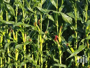 2 Acres Settlement and Agricultural/Farming Land
