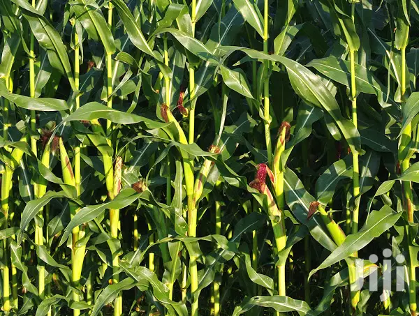 2 Acres Settlement and Agricultural/Farming Land